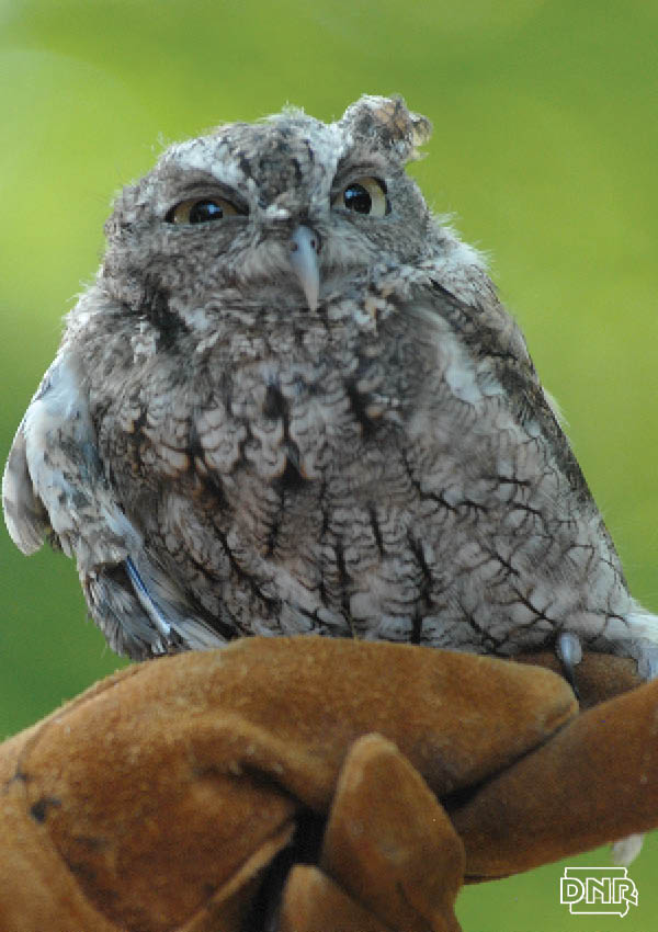 iowa-owl-identification-guide-dnr-news-releases